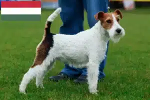 Mehr über den Artikel erfahren Foxterrier Züchter und Welpen in Ungarn