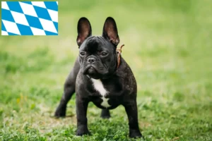 Mehr über den Artikel erfahren Französische Bulldogge Züchter und Welpen in Bayern