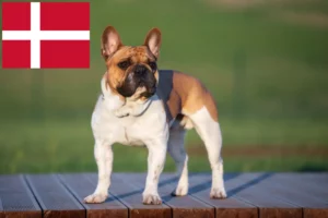 Mehr über den Artikel erfahren Französische Bulldogge Züchter und Welpen in Dänemark