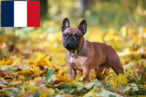 Mehr über den Artikel erfahren Französische Bulldogge Züchter und Welpen in Frankreich