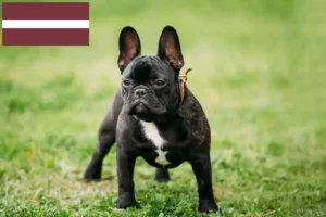 Mehr über den Artikel erfahren Französische Bulldogge Züchter und Welpen in Lettland
