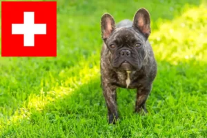 Mehr über den Artikel erfahren Französische Bulldogge Züchter und Welpen in der Schweiz