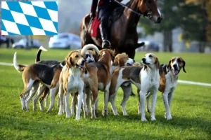 Mehr über den Artikel erfahren Französischer Laufhund Züchter und Welpen in Bayern