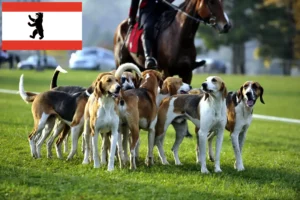 Mehr über den Artikel erfahren Französischer Laufhund Züchter und Welpen in Berlin