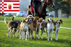 Mehr über den Artikel erfahren Französischer Laufhund Züchter und Welpen in Bremen