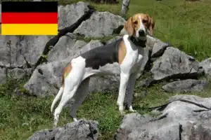 Mehr über den Artikel erfahren Französischer Laufhund Züchter und Welpen in Deutschland