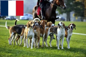 Mehr über den Artikel erfahren Französischer Laufhund Züchter und Welpen in Frankreich