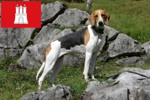 Mehr über den Artikel erfahren Französischer Laufhund Züchter und Welpen in Hamburg