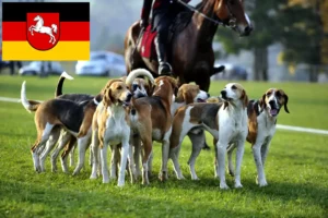 Mehr über den Artikel erfahren Französischer Laufhund Züchter und Welpen in Niedersachsen