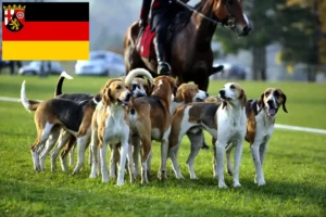 Mehr über den Artikel erfahren Französischer Laufhund Züchter und Welpen in Rheinland-Pfalz