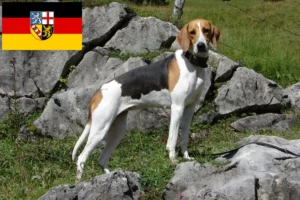 Mehr über den Artikel erfahren Französischer Laufhund Züchter und Welpen im Saarland