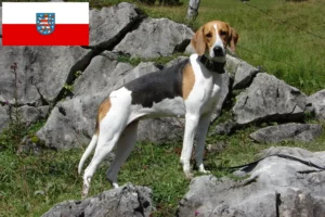 Mehr über den Artikel erfahren Französischer Laufhund Züchter und Welpen in Thüringen