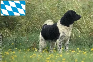 Mehr über den Artikel erfahren Friesischer Wasserhund Züchter und Welpen in Bayern
