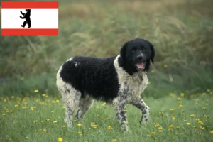 Mehr über den Artikel erfahren Friesischer Wasserhund Züchter und Welpen in Berlin