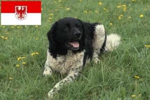 Mehr über den Artikel erfahren Friesischer Wasserhund Züchter und Welpen in Brandenburg
