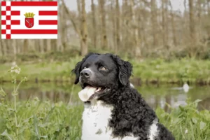 Mehr über den Artikel erfahren Friesischer Wasserhund Züchter und Welpen in Bremen