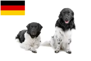 Mehr über den Artikel erfahren Friesischer Wasserhund Züchter und Welpen in Deutschland