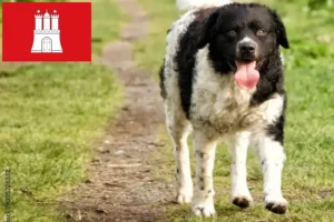 Mehr über den Artikel erfahren Friesischer Wasserhund Züchter und Welpen in Hamburg