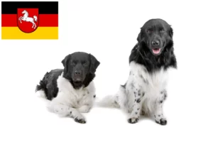 Mehr über den Artikel erfahren Friesischer Wasserhund Züchter und Welpen in Niedersachsen