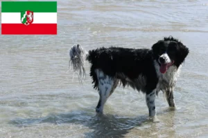 Mehr über den Artikel erfahren Friesischer Wasserhund Züchter und Welpen in Nordrhein-Westfalen