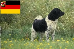 Mehr über den Artikel erfahren Friesischer Wasserhund Züchter und Welpen in Rheinland-Pfalz