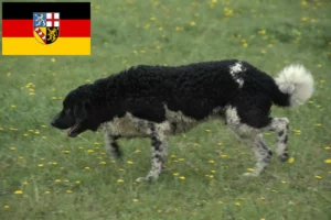 Mehr über den Artikel erfahren Friesischer Wasserhund Züchter und Welpen im Saarland