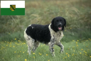 Mehr über den Artikel erfahren Friesischer Wasserhund Züchter und Welpen in Sachsen