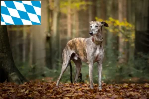 Mehr über den Artikel erfahren Galgo Espanol Züchter und Welpen in Bayern