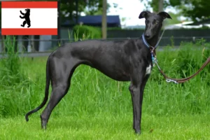 Mehr über den Artikel erfahren Galgo Espanol Züchter und Welpen in Berlin