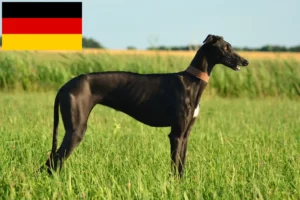 Mehr über den Artikel erfahren Galgo Espanol Züchter und Welpen in Deutschland