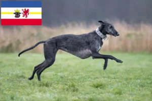 Mehr über den Artikel erfahren Galgo Espanol Züchter und Welpen in Mecklenburg-Vorpommern