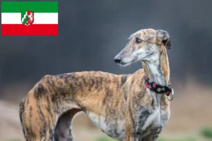 Mehr über den Artikel erfahren Galgo Espanol Züchter und Welpen in Nordrhein-Westfalen