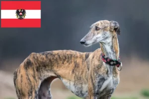 Mehr über den Artikel erfahren Galgo Espanol Züchter und Welpen in Österreich