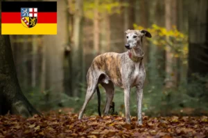 Mehr über den Artikel erfahren Galgo Espanol Züchter und Welpen im Saarland