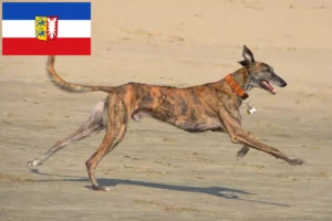 Mehr über den Artikel erfahren Galgo Espanol Züchter und Welpen in Schleswig-Holstein