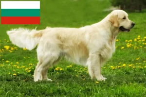 Mehr über den Artikel erfahren Golden Retriever Züchter und Welpen in Bulgarien