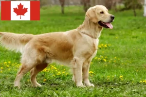 Mehr über den Artikel erfahren Golden Retriever Züchter und Welpen in Kanada