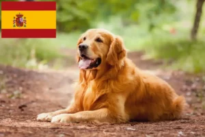 Mehr über den Artikel erfahren Golden Retriever Züchter und Welpen in Spanien