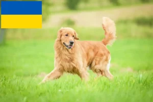Mehr über den Artikel erfahren Golden Retriever Züchter und Welpen in der Ukraine