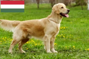 Mehr über den Artikel erfahren Golden Retriever Züchter und Welpen in Ungarn