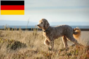 Mehr über den Artikel erfahren Goldendoodle Züchter und Welpen in Deutschland