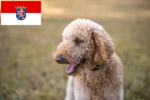 Mehr über den Artikel erfahren Goldendoodle Züchter und Welpen in Hessen