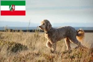 Mehr über den Artikel erfahren Goldendoodle Züchter und Welpen in Nordrhein-Westfalen