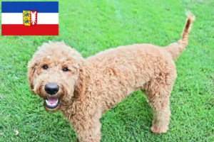 Mehr über den Artikel erfahren Goldendoodle Züchter und Welpen in Schleswig-Holstein