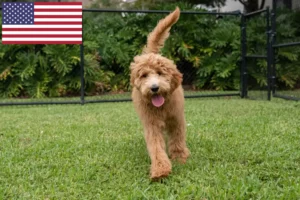 Mehr über den Artikel erfahren Goldendoodle Züchter und Welpen in den USA