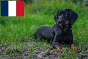 Mehr über den Artikel erfahren Gończy Polski Züchter und Welpen in Frankreich