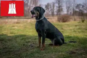 Mehr über den Artikel erfahren Gończy Polski Züchter und Welpen in Hamburg