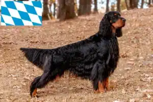 Mehr über den Artikel erfahren Gordon Setter Züchter und Welpen in Bayern