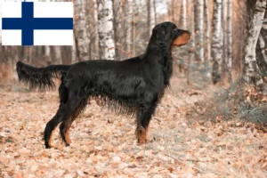 Mehr über den Artikel erfahren Gordon Setter Züchter und Welpen in Finnland