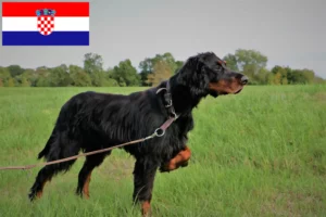 Mehr über den Artikel erfahren Gordon Setter Züchter und Welpen in Kroatien